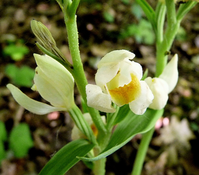 White helleborine, photo Peter Herring